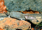 Lesser White-toothed Shrew