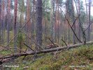 Lietuva
