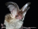 Long-eared Bat