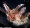 Long-eared Bat