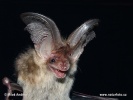 Long-eared Bat