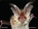 Long-eared Bat