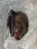 Long-eared Bat