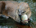 Lontra canadensis