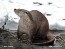 Loutre d'Europe