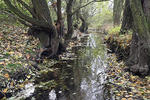 Lowland brook