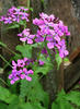 Lunaria annua