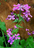Lunaria annua