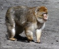 Macaque berbère