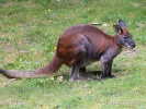 Macropus robustus