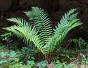 Male fern