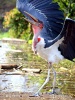 Marabou Stork