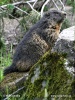 Marmota alpină