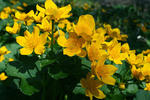 Marsh-marigold, Kingcup