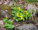 Marsh-marigold, Kingcup