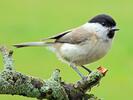 Marsh tit