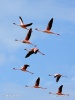 Mažasis flamingas