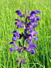 Meadow clary, Meadow sage