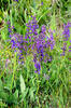 Meadow clary, Meadow sage