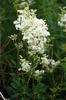 Meadowsweet, Mead wort