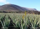 Medicinal Aloe, Plantage