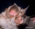 Mediterranean Horseshoe Bat