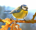 Mésange bleue