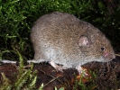 Microtus agrestis