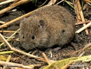 Microtus arvalis