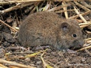 Microtus arvalis