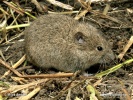 Microtus arvalis