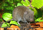 Microtus subterraneus