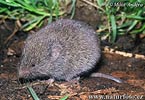 Microtus subterraneus