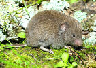 Microtus subterraneus