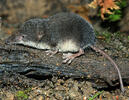 Miller's Watershrew