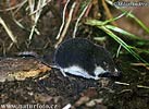 Miller's Watershrew