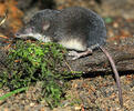 Miller's Watershrew