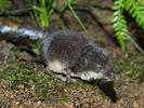 Miller's Watershrew