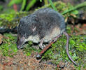 Miller's Watershrew