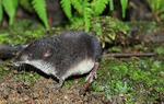 Miller's Watershrew