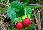 Mock strawberry,Indian-strawberry, False strawberry