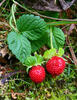 Mock strawberry,Indian-strawberry, False strawberry