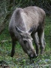 Moose