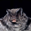 Morcego-negro