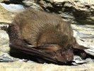 Morcego-orelhudo-cinzento