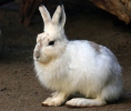 Mountain hare