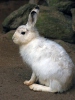 Mountain hare