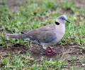 Mourning Collared Dove