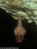 Murciélago pequeño de herradura