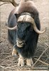 Muskox